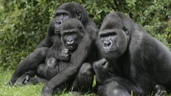 Contoh Descriptive Text Tentang Hewan Gorila
